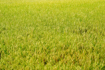 Obraz na płótnie Canvas Rice Field in the Morning.