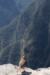 Bird looking from Machu Picchu Mountain