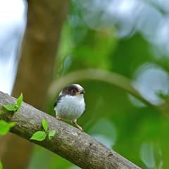 木漏れ日バックに可愛いポーズのエナガ幼鳥