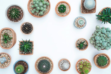 Different succulents and cactus in clay pots on light wooden background. Top view with copy space.