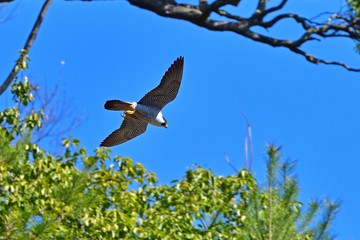 新緑と青空をバックに悠然と飛ぶハヤブサ