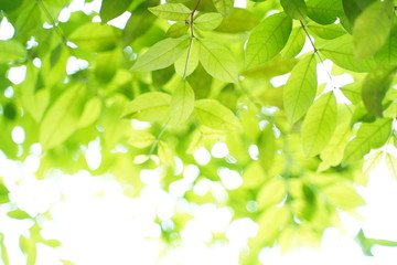 Fototapeta na wymiar Natural green leaf background with selective focus. Closeup nature view of green leaf on blurred greenery background.