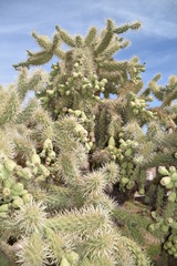 Arizona's teddy bear cholla cactus.  Nickname: Jumping cholla cactus
