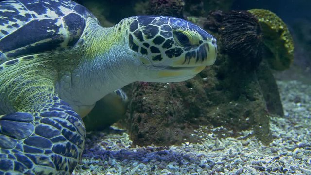 Green sea turtle eating gravel