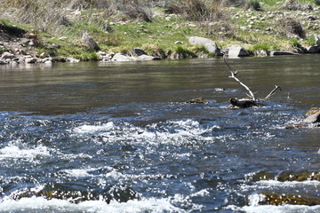Jordenelle refuge provo river