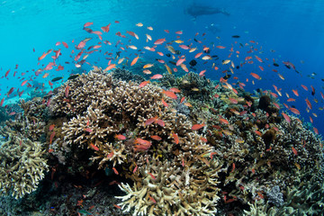 Fototapeta na wymiar Schooling reef fish swarm above a healthy coral reef near Alor, Indonesia. This gorgeous, tropical region in the Lesser Sunda Islands is known to harbor extraordinary marine biodiversity.