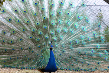 インドクジャク, クジャク, 孔雀