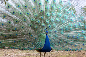 Obraz premium インドクジャク, クジャク, 孔雀