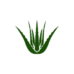 Aloe vera plant icon isolated white