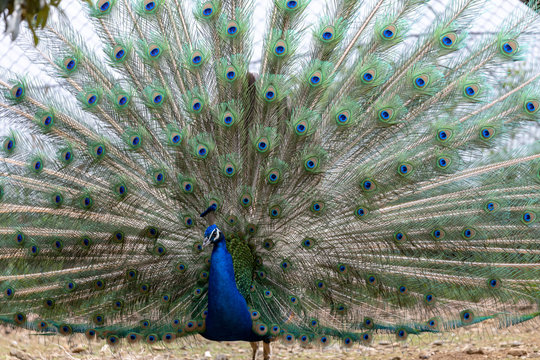 クジャク Images Browse 1 697 Stock Photos Vectors And Video Adobe Stock