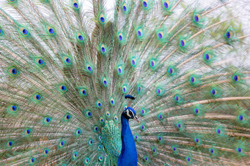 Obraz premium インドクジャク, クジャク, 孔雀