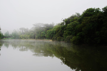 lake in forest