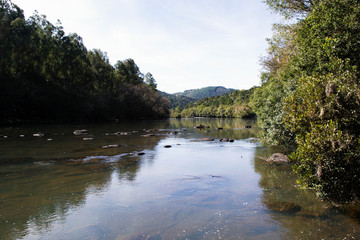 Fototapeta premium river in the forest