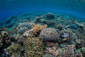 Fototapeta na wymiar A beautiful set of corals thrives on a healthy reef in Alor, Indonesia.