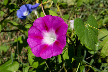 This is a morning glory.