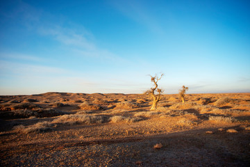 Golden deserts and hills at sunrise.