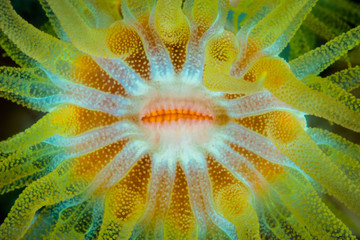 A colorful Cup coral, Tubastrea coccinea, grows on a reef in Lembeh Strait, Indonesia. This common coral is found throughout the entire Indo-Pacific region.