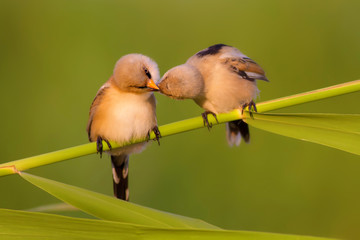 Cute little birds love. Green nature  background. © Serkan Mutan
