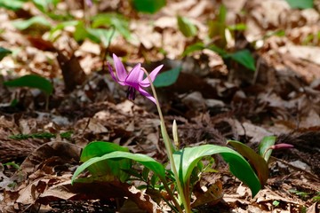 《ハ津のカタクリ》秋田県仙北市