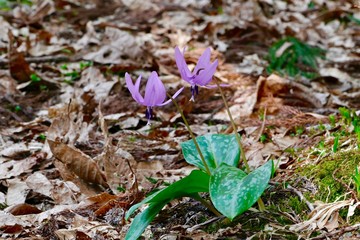 《ハ津のカタクリ》秋田県仙北市