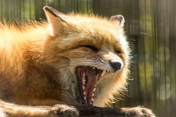 Red Fox (Vulpes vulpes) with toothy yawn in soft light