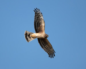 Northern Harrier 2