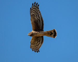 Northern Harrier