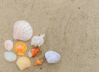 Top view of different sea shells on sand with copy space for text. Time to vacation