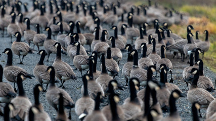 Obraz premium Geese in the road