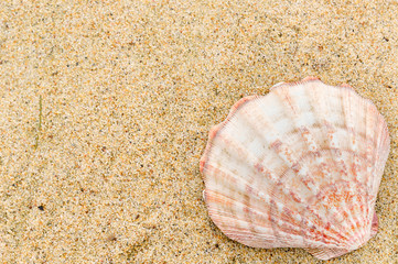 sea shells on sand with copy space for text. Time to vacation