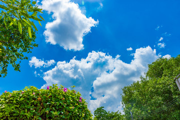 blue sky with tree.