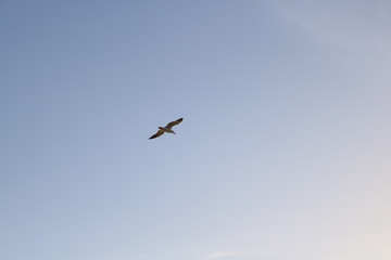 seagull flying in the blue sky