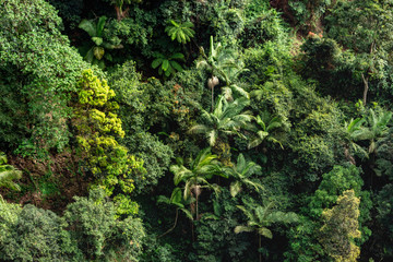 just tree and palm tees tropical summer forest jungle nature pattern from sky Australia Springbrook nature in beauty