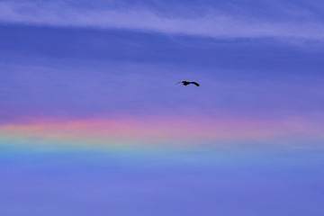青空と虹と鳥
