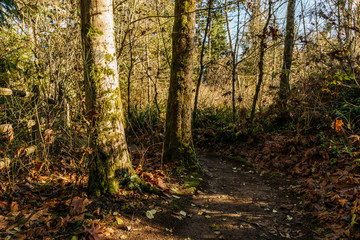 Fototapeta premium hiking trail in Burnaby Mountain park at sunny autumn day.