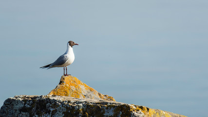 Mouette.
