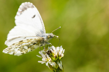 Papillons du Grésivaudan - Isère.