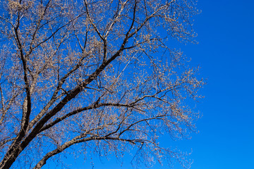 Maple tree beggining to bud during spring