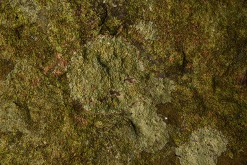 green moss texture and background