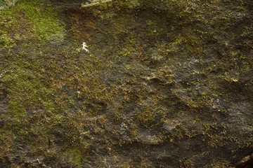 green moss texture and background