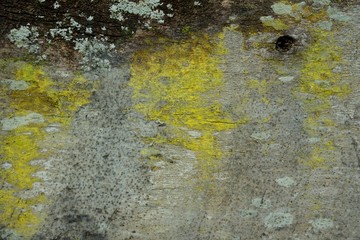 Naklejka premium green moss texture and background