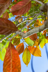 autumn leaves on a tree