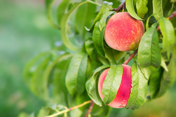 Peach fruit tree