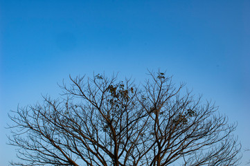 tree and blue sky