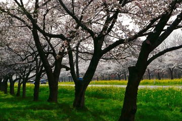 《菜の花ロード》秋田県大潟村