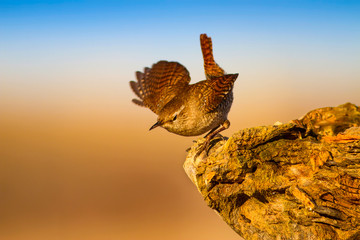 Cute little bird. Colorful nature background. Bird: Eurasian Wren. Troglodytes troglodytes.