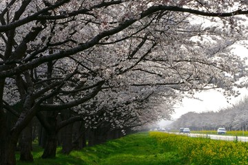 《菜の花ロード》秋田県大潟村