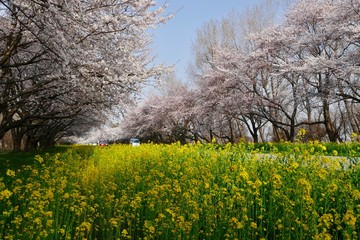 Fototapeta premium 《菜の花ロード》秋田県大潟村