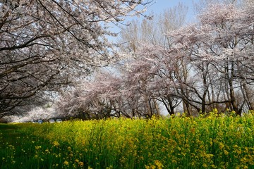 Fototapeta premium 《菜の花ロード》秋田県大潟村