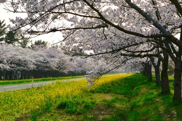 《菜の花ロード》秋田県大潟村